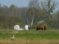 Der Frühling