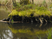 Bory Tucholskie Wald