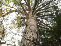 Bory Tucholskie Forest